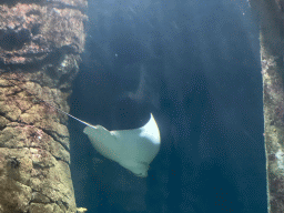 Stingray at the underwater tunnel at the Ocean Hall of Burgers` Zoo