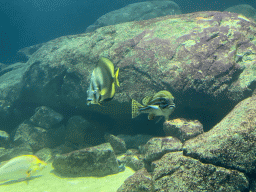 Fishes at the underwater tunnel at the Ocean Hall of Burgers` Zoo