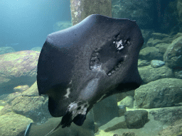 Stingray at the underwater tunnel at the Ocean Hall of Burgers` Zoo