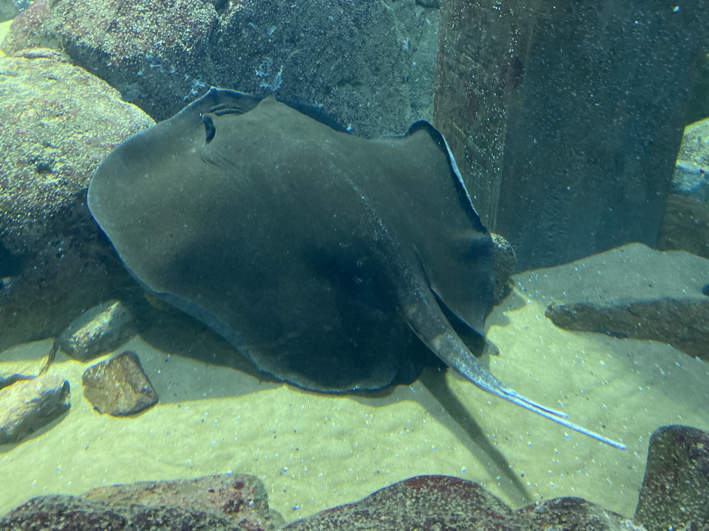 Stingray at the underwater tunnel at the Ocean Hall of Burgers` Zoo