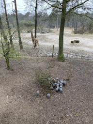 Rothschild`s Giraffes and Guineafowls at the Safari Area of Burgers` Zoo