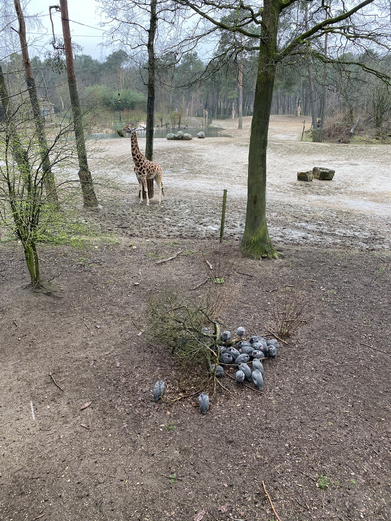 Rothschild`s Giraffes and Guineafowls at the Safari Area of Burgers` Zoo