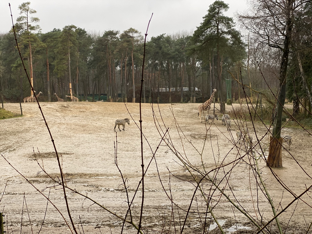 Rothschild`s Giraffes and Grant`s Zebras at the Safari Area of Burgers` Zoo