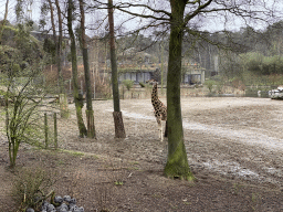 Rothschild`s Giraffe at the Safari Area of Burgers` Zoo