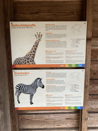 Explanation on the Rothschild`s Giraffe and Grant`s Zebra at the Safari Area of Burgers` Zoo
