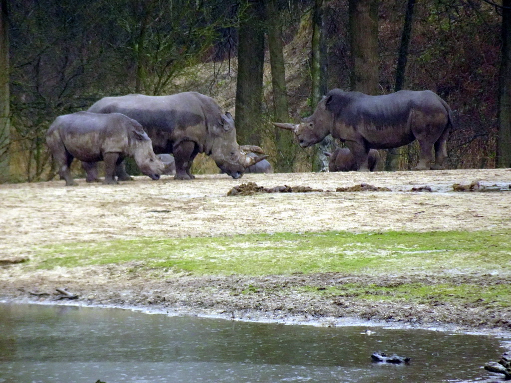 Square-lipped Rhinoceroses at the Safari Area of Burgers` Zoo