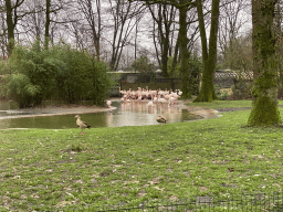 Flamingos and Geese at the Park Area of Burgers` Zoo