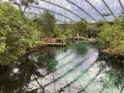 Interior of the Mangrove Hall of Burgers` Zoo