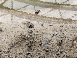 Fiddler Crabs at the Mangrove Hall of Burgers` Zoo