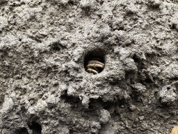 Fiddler Crab at the Mangrove Hall of Burgers` Zoo