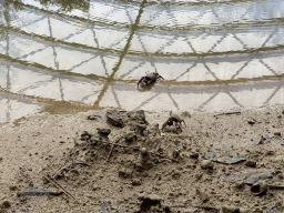 Fiddler Crabs at the Mangrove Hall of Burgers` Zoo