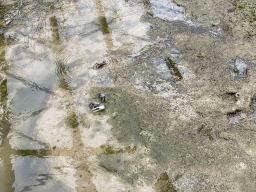 Fiddler Crabs at the Mangrove Hall of Burgers` Zoo