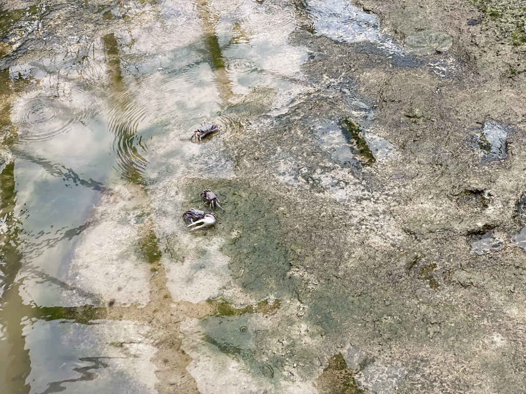 Fiddler Crabs at the Mangrove Hall of Burgers` Zoo
