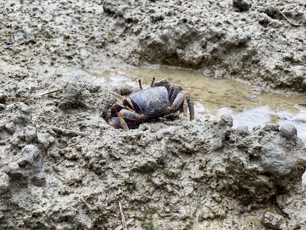 Fiddler Crab at the Mangrove Hall of Burgers` Zoo