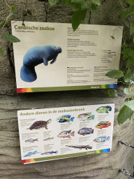 Explanation on the Caribbean Manatee and other animal species at the Mangrove Hall of Burgers` Zoo