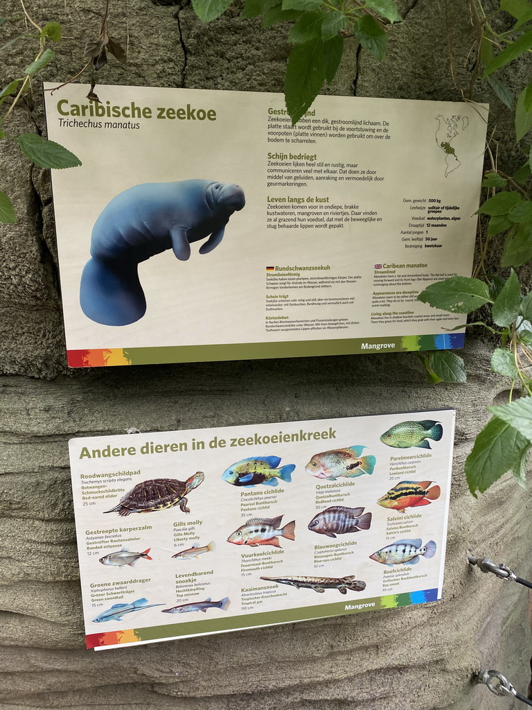 Explanation on the Caribbean Manatee and other animal species at the Mangrove Hall of Burgers` Zoo