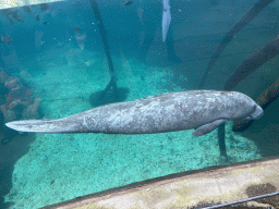 Caribbean Manatee at the Mangrove Hall of Burgers` Zoo