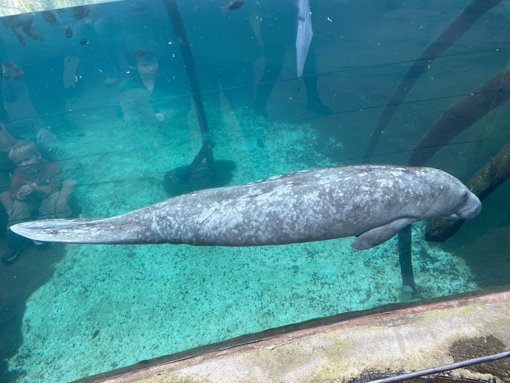 Caribbean Manatee at the Mangrove Hall of Burgers` Zoo