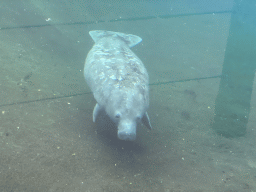 Caribbean Manatee at the Mangrove Hall of Burgers` Zoo