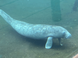 Caribbean Manatee at the Mangrove Hall of Burgers` Zoo