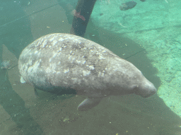 Caribbean Manatee at the Mangrove Hall of Burgers` Zoo