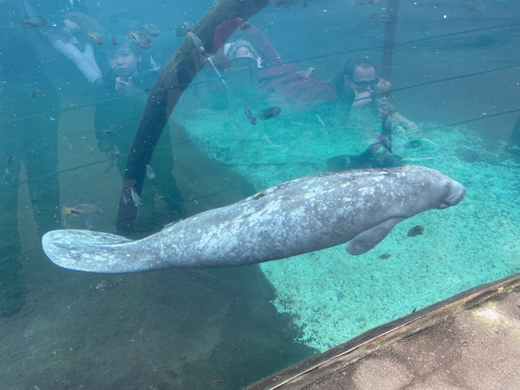 Caribbean Manatee at the Mangrove Hall of Burgers` Zoo