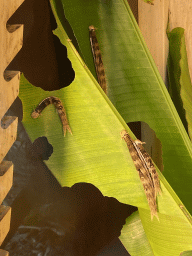 Caterpillars of the Yellow-edged Giant Owl at the Mangrove Hall of Burgers` Zoo