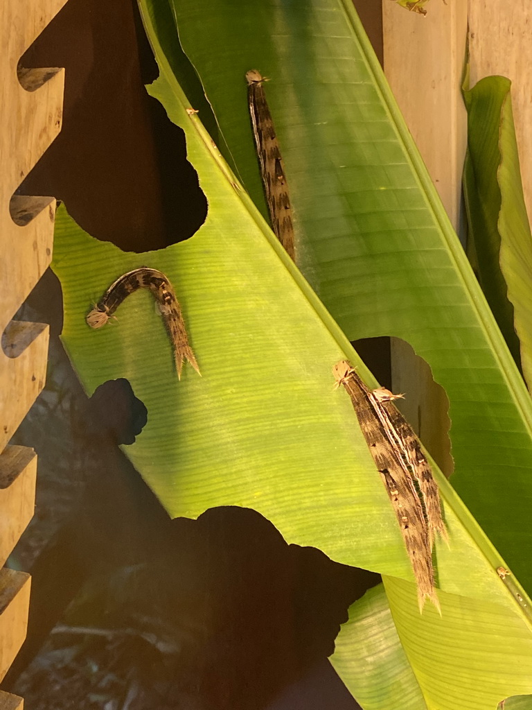 Caterpillars of the Yellow-edged Giant Owl at the Mangrove Hall of Burgers` Zoo