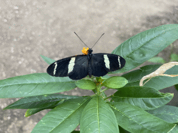 Butterfly at the Mangrove Hall of Burgers` Zoo