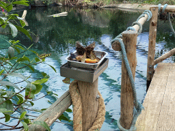 Butterflies at the Mangrove Hall of Burgers` Zoo