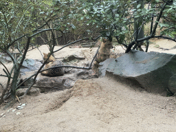 Golden Jackals at the Park Area of Burgers` Zoo