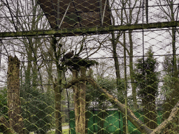 Cinereous Vulture at the Park Area of Burgers` Zoo