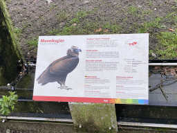 Explanation on the Cinereous Vulture at the Park Area of Burgers` Zoo