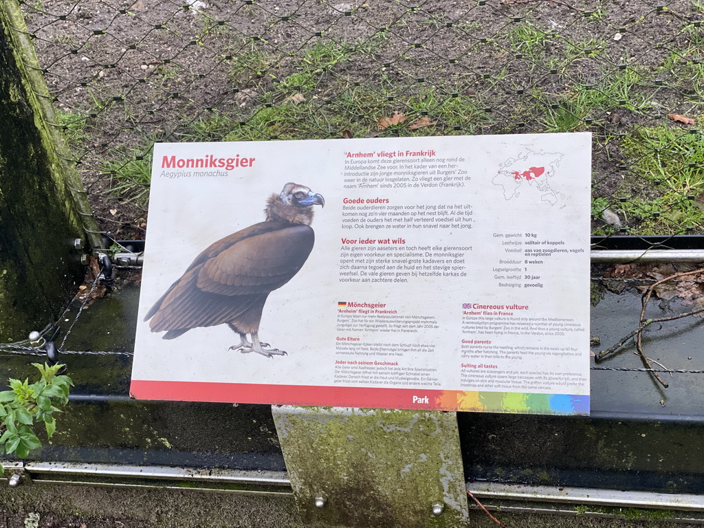 Explanation on the Cinereous Vulture at the Park Area of Burgers` Zoo