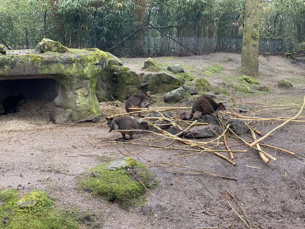 Swamp Wallabies at the Park Area of Burgers` Zoo