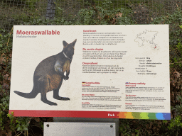 Explanation on the Swamp Wallaby at the Park Area of Burgers` Zoo