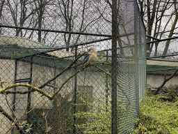 Blue-winged Kookaburra at the Park Area of Burgers` Zoo
