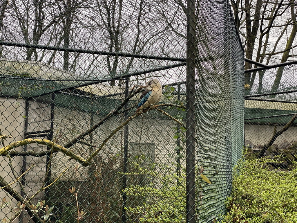 Blue-winged Kookaburra at the Park Area of Burgers` Zoo