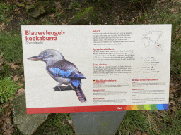 Explanation on the Blue-winged Kookaburra at the Park Area of Burgers` Zoo