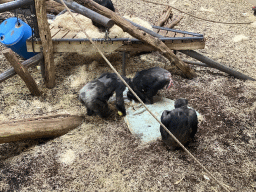 Chimpanzees at the Park Area of Burgers` Zoo