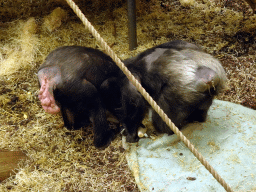 Chimpanzees at the Park Area of Burgers` Zoo