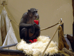 Chimpanzee eating paprikas at the Park Area of Burgers` Zoo