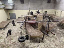 Western Gorillas at the Park Area of Burgers` Zoo