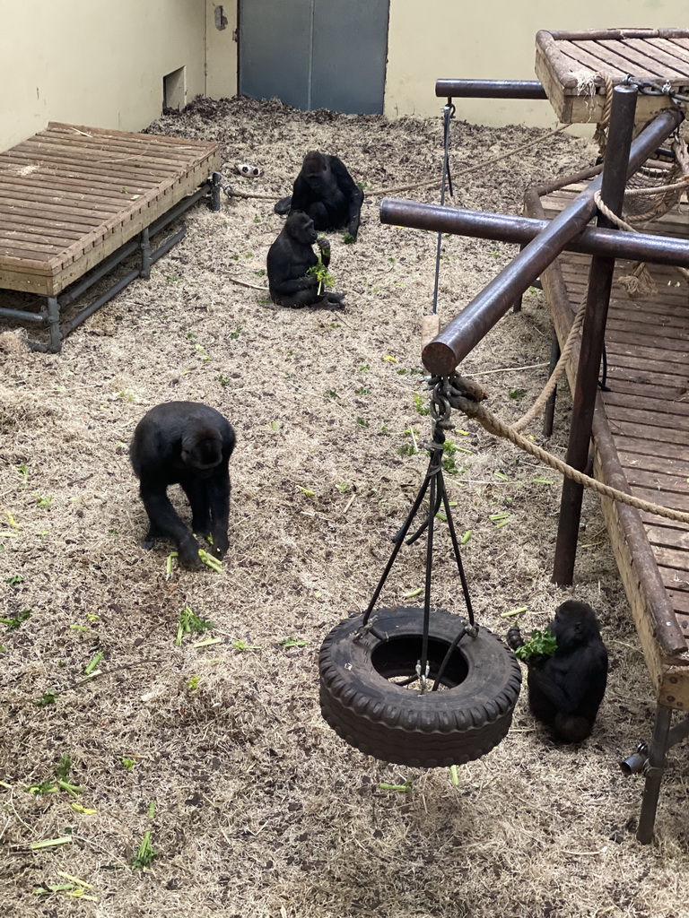 Western Gorillas at the Park Area of Burgers` Zoo