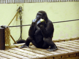 Western Gorilla eating vegetables at the Park Area of Burgers` Zoo