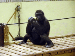 Western Gorilla eating vegetables at the Park Area of Burgers` Zoo