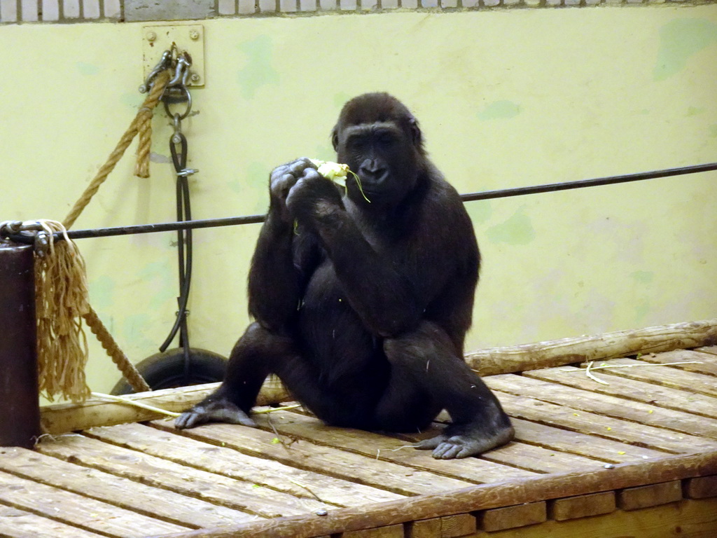 Western Gorilla eating vegetables at the Park Area of Burgers` Zoo