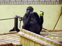 Western Gorilla eating vegetables at the Park Area of Burgers` Zoo