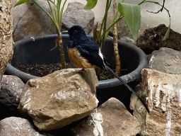 White-rumped Shama at the Park Area of Burgers` Zoo