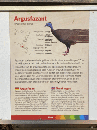 Explanation on the Great Argus at the Park Area of Burgers` Zoo